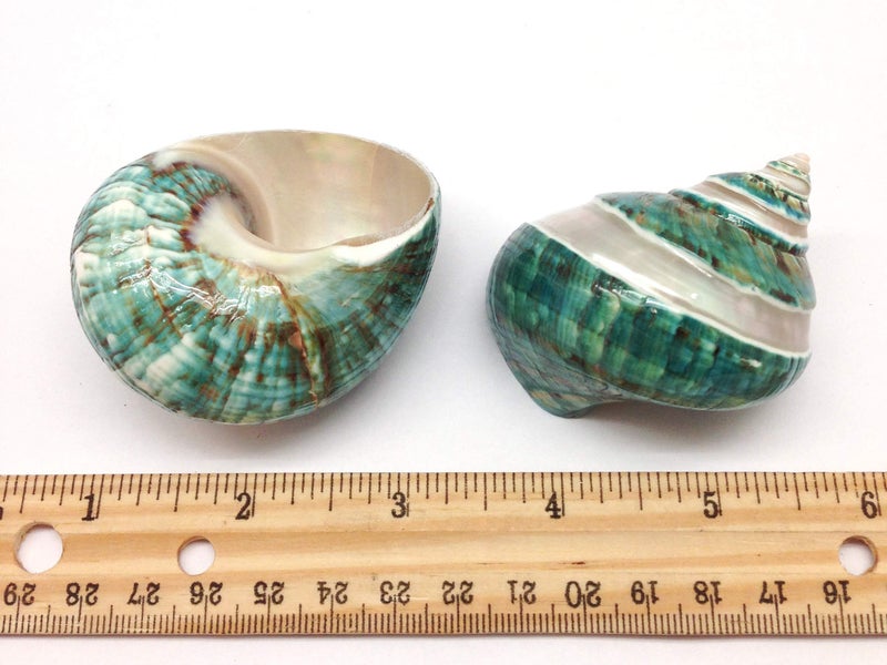 PEPPERLONELY 2 PC Natural Large Hermit Crab Shells, Banded Green Blue Gade Turbo, 2-1/2 Inch ~ 3 Inch - Image 2